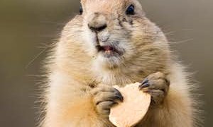 1517432144-Groundhog-eating-a-cookie.jpg?crop=faces,top&fit=crop&q=35&auto=enhance&w=300&h=300&fm=jpg