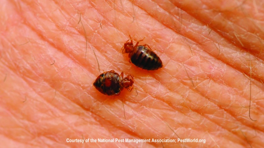 acaros o bedbugs