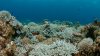 Corren peligro los arrecifes de coral si no tomamos acción inmediata para protegerlos
