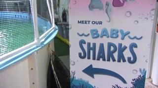 Baby Sharks Adventure Aquarium