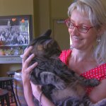 CTS working cats with human_24486324