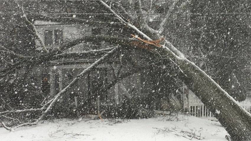Heavy Snow Tree Falling March Noreaster Jody Allen Evangeliata cp