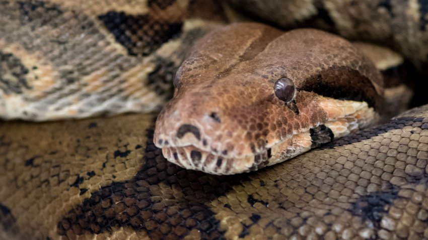 T52-boa-constrictor