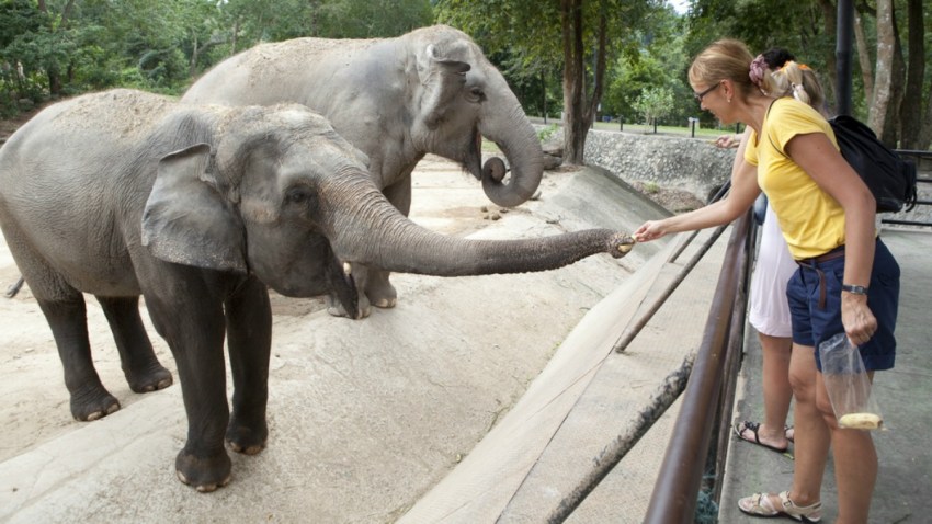 TLMD-zoologico-zoo-alimentar-animales-shutterstock_120052132
