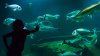 Primicia de la nueva película animada “Sea Beast” en el acuario