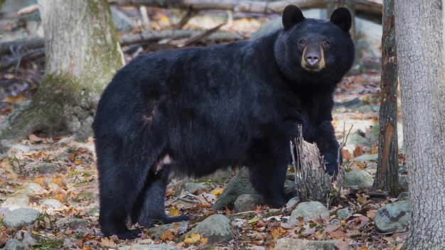 aparece oso