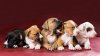 Urgen voluntarios para criar cachorros destinados al servicio de veteranos