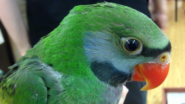 exotic birds 11 jun