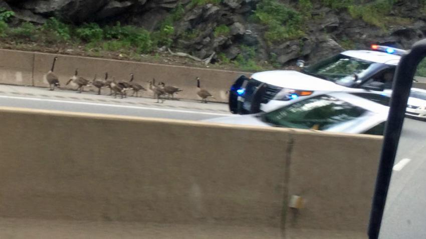 gansos en carretera 7 jul