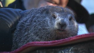 Groundhog Punxsutawney Phil looks on after predicting an early spring for 2020.