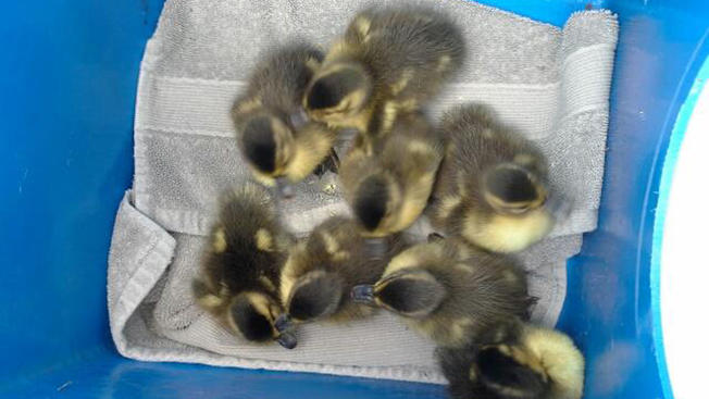 patitos