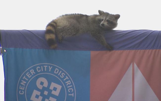 racoon en center city