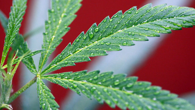 tlmd_marihuana_medicinal_ny