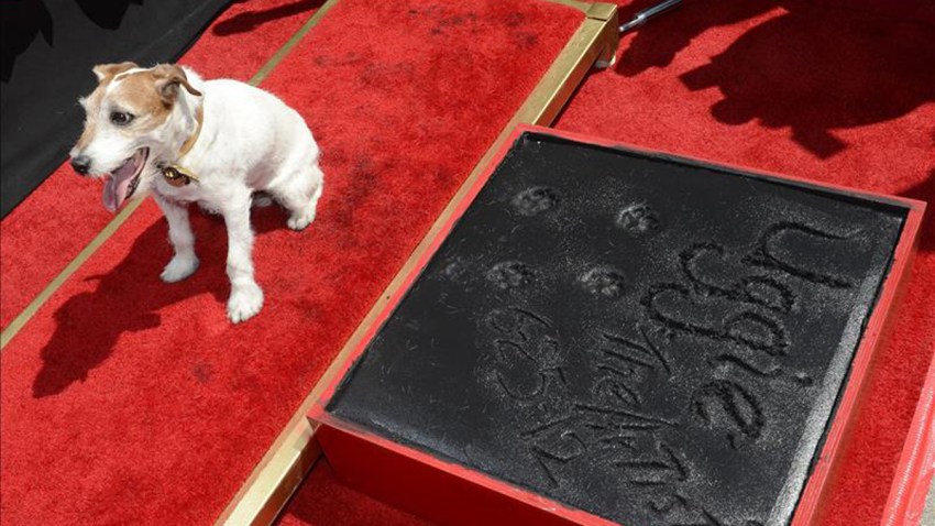 uggie-perro-cine-muere