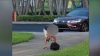 En video: graban a hombre mientras golpea a su perro en un parque
