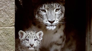 A mama snow leopard and her cub