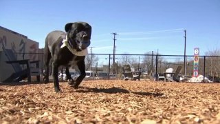 dog at bark social