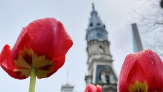 Flowers with Philadelphia City Hall in the background