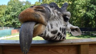 Murphy the giraffe sticks his tongue out