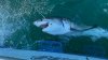 Impactante: pescadores atrapan gigantesco tiburón blanco en NJ