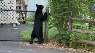 Perkasie Borough Bear stands on hind legs