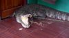 En video: niña se topa con un enorme cocodrilo en la puerta de su casa