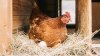 Aumenta criadero de pollos a pesar de prohibición de ley