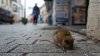 De pesadilla: Filadelfia entre las 10 ciudades con más ratas en EEUU