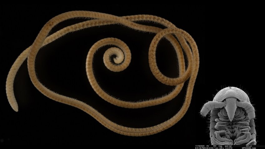 Descubren el animal con más patas, mira esta maravilla de la naturaleza