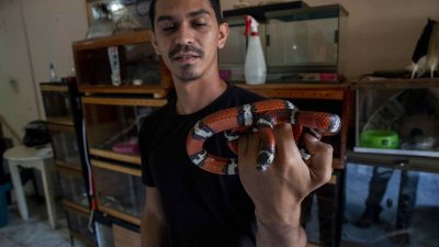 Conoce la historia de José, quien convive con 45 serpientes como mascotas