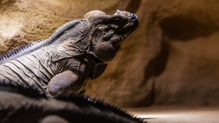 A rhinoceros iguana in front of tan backdrop