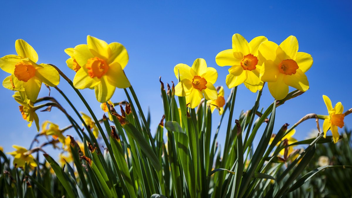 ¿Cuándo comienza la primavera? Depende de a quién le preguntes