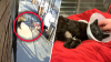 “Los habrían soltado adrede”: captan en brutal video ataque de dos perros a un gato