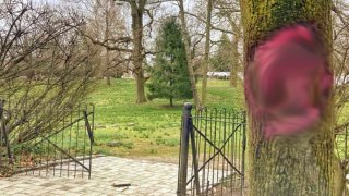 A gate opens to a graveyard, where a small pine tree is planted. On the right next to the gate is a tree with pink spray paint on it.