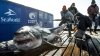 Gigantesco tiburón blanco de casi mil libras estaría en aguas de Nueva Jersey