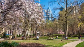Trees blooming in Philadelphia's Rittenhouse Square
