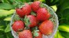 FDA investiga posible vínculo de fresas orgánicas con brote de hepatitis