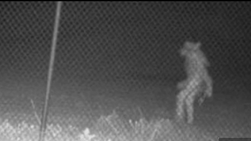 Extraña imagen captada por cámaras cerca de zoológico despierta pesquisa de autoridades