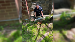 Sgt.Murphy in a window well below ground level standing over baby deer.