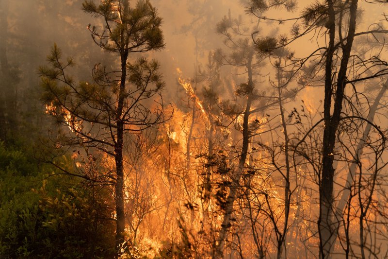 En fotos: incendio forestal en Parque Estatal Wharton