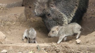 Two baby Chacoan peccaries stand in front of an adult peccary.