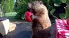 Voraz apetito: marmota de Delaware se vuelve mundialmente famosa tras devorar huerto