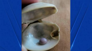 Man displays purple pearl found in clam