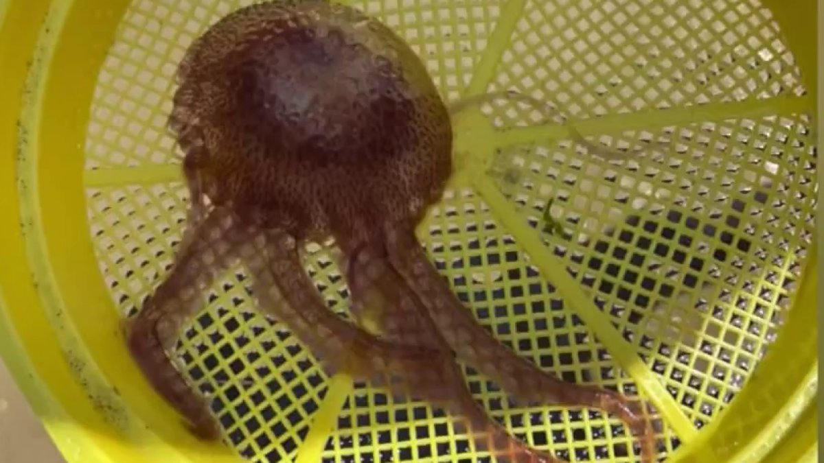 NJ Alerta tras avistamiento de “medusas luminiscentes en Jersey Shore