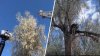 En video: oso cae de una gran altura tras quedar atrapado en la cima de un árbol
