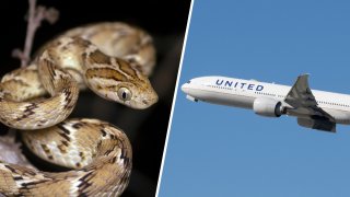 TLMD-serpiente-en-vuelo-united