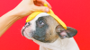 ¿Puede tu perro comer banana? Los alimentos que son y los que no son seguros para tu mascota