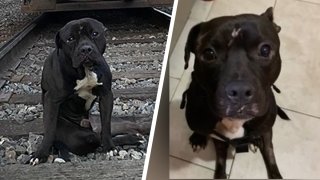 Side-by-side photos of Lucky the dog before and after he was rescued from train tracks