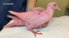 Muere paloma rosada días después de ser rescatada de un parque de Nueva York