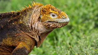 Donde Viven Los Reptiles: Descubre Sus Hábitats Fascinantes